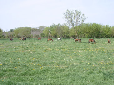 lovarda011003.jpg